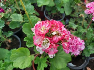 Appleblossom Rosebud