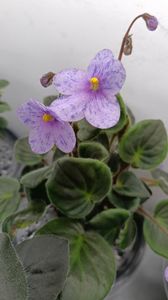 CORAL SPARKLE   TRAILER