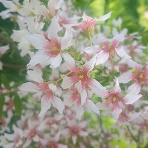 xanthoceras sorbifolium