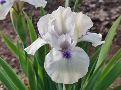 Bluebeard's ghost