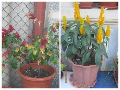 Planta crevete si Pachistachis