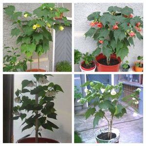 Abutilon