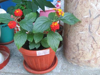 Lantana