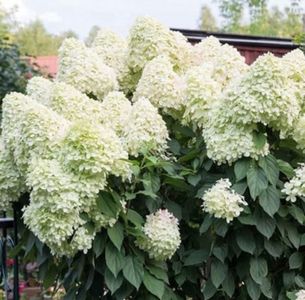 hortensie-unique-arbust-ornamental-cu-flori-grupate-in-forma-de-con