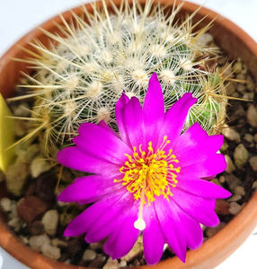 Mammillaria deherdtiana