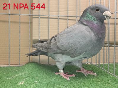 FEMELA USA 2021 - NPA - 544