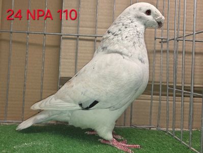 MASCUL USA 2024 - NPA - 110