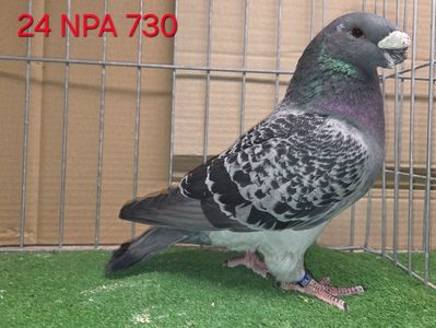 MASCUL USA 2024 - NPA - 730