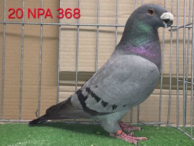 FEMELA USA 2020 - NPA 368 - ROBERT CORRALES; ÎMPRUMUTATĂ DE LA ALIN POROJNICU
