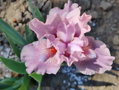 Cheery blush