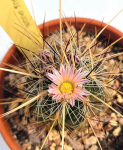 Thelocactus lausseri