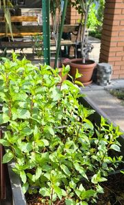 Mentha piperita chocolate