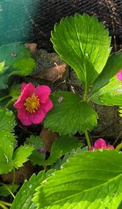 Fragaria ananassa Tristan