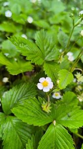 Fragaria vesca