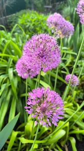 Allium globemaster