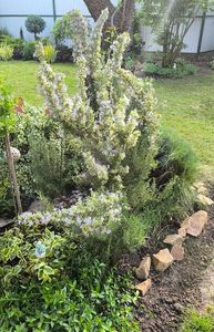 Rosmarinus officinalis