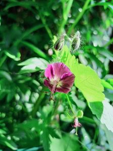 Geranium pheum Klepper