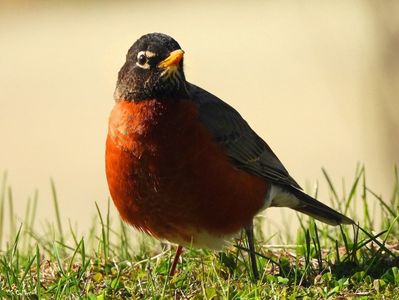 American Robin 1