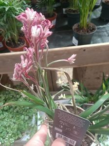 Img.2025.05.01; Anigozanthos beauty
