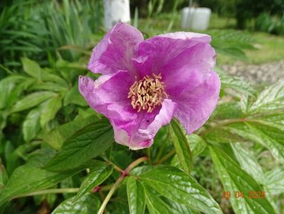 paeonia mairei