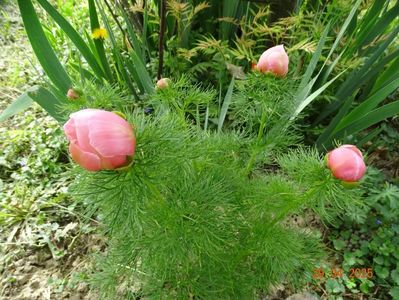 paeonia tenuifolia Rosea