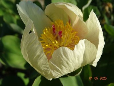 paeonia mlokosewitschii