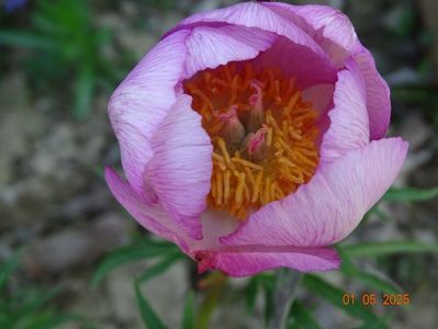 paeonia tenuifolia x mlokosewitschii