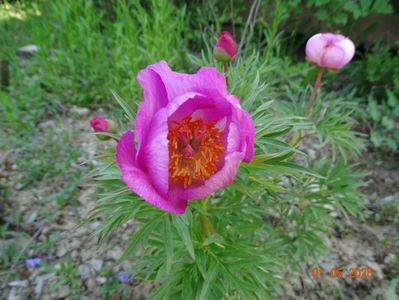 paeonia tenuifolia x mlokosewitschii