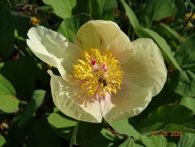 paeonia mlokosewitschii