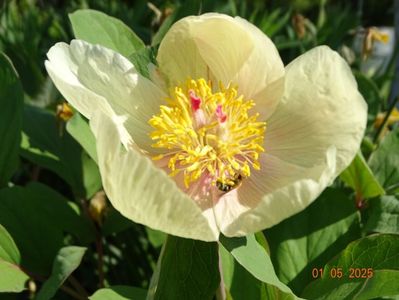 paeonia mlokosewitschii