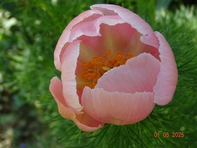 paeonia tenuifolia Rosea