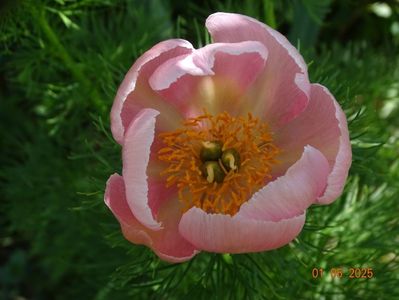 paeonia tenuifolia Rosea