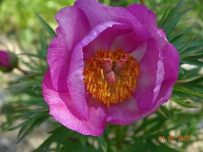 paeonia tenuifolia x mlokosewitschii