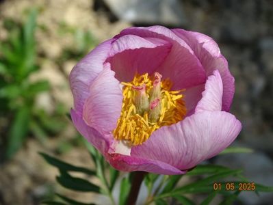 paeonia tenuifolia x mlokosewitschii