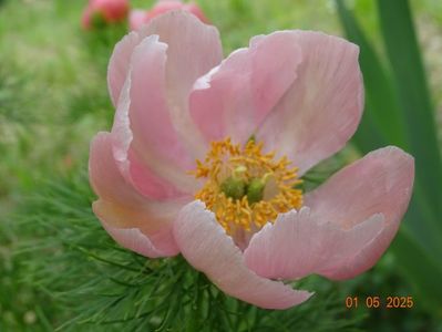 paeonia tenuifolia Rosea