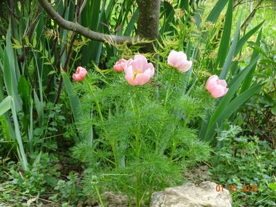 paeonia tenuifolia Rosea