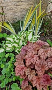 Heuchere si hosta vatiegata