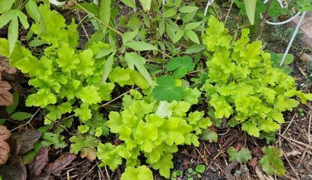 Heuchera lime marmalade
