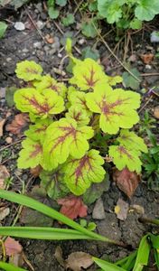 Heuchera
