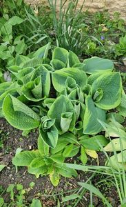 Hosta cea uriasa