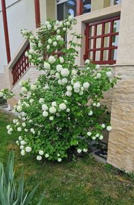 Calin ( Viburnum); Multumesc Elena Calofir
