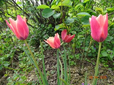 Tulipa Annika