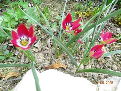 tulipa Tiny Timo