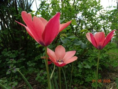 Tulipa Annika