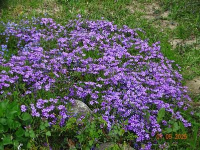 phlox subulata Purple Beauty