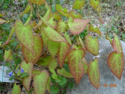 epimedium Galadriel