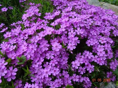 phlox subulata Zwergenteppich