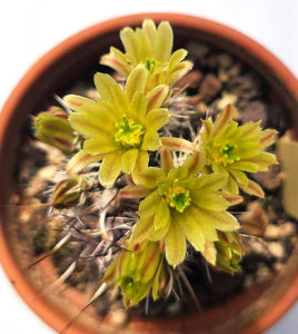 Echinocereus davisii