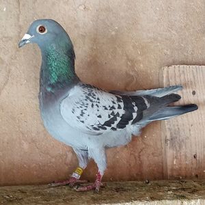 Mascul 24-558