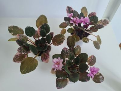 LE-Rozovy Kaskad 28,25,25